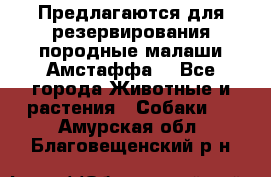 Предлагаются для резервирования породные малаши Амстаффа  - Все города Животные и растения » Собаки   . Амурская обл.,Благовещенский р-н